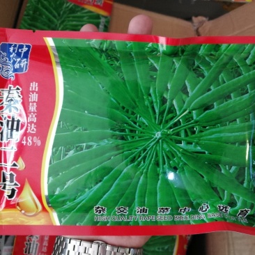 秦油二号出油率高早熟性好产量高