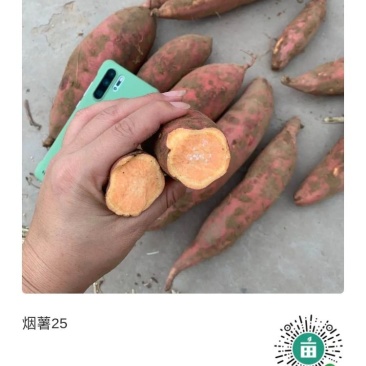 烟薯