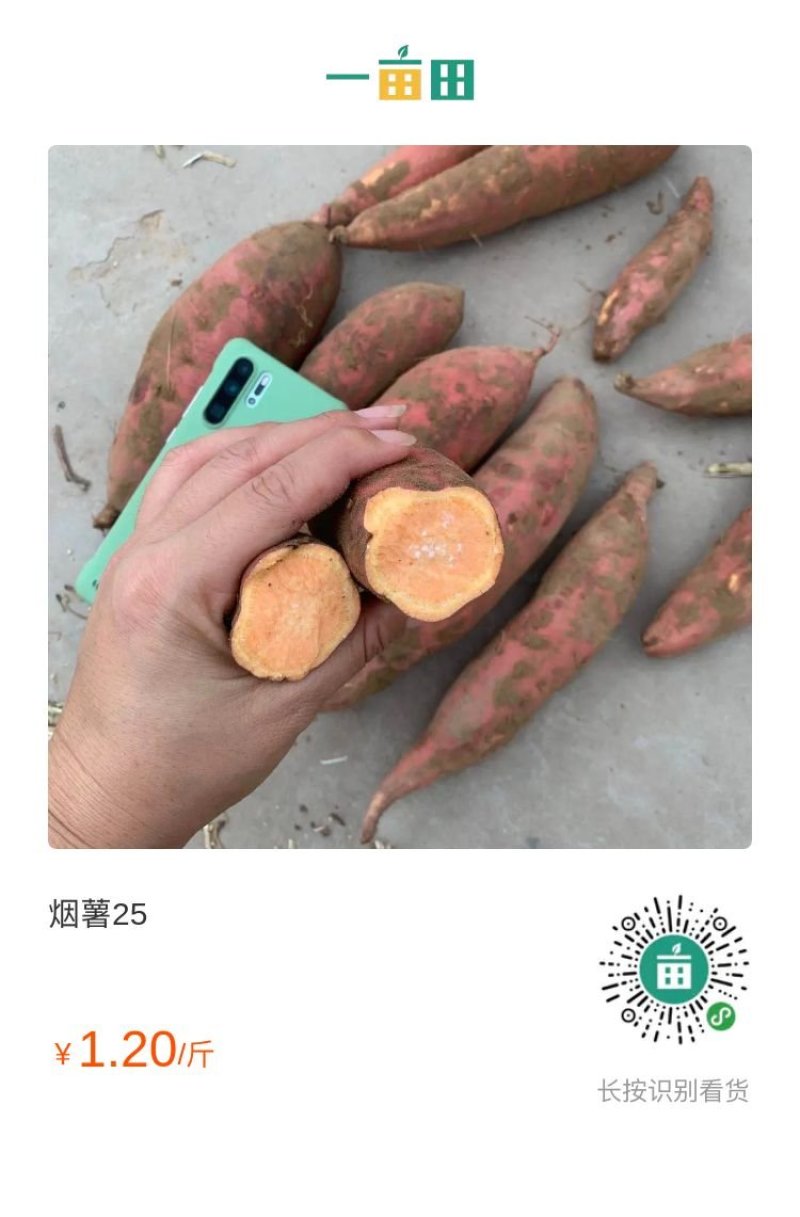 烟薯