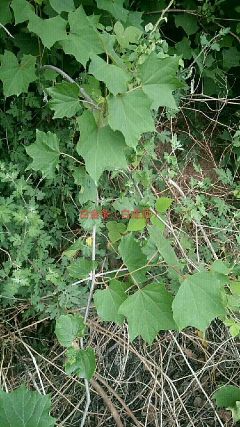 八角枫根（纯野生，自然晒干！白龙须，白金条）