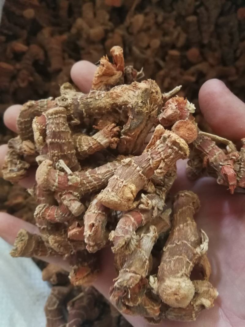 小良姜小良姜片小良姜个良姜高良姜