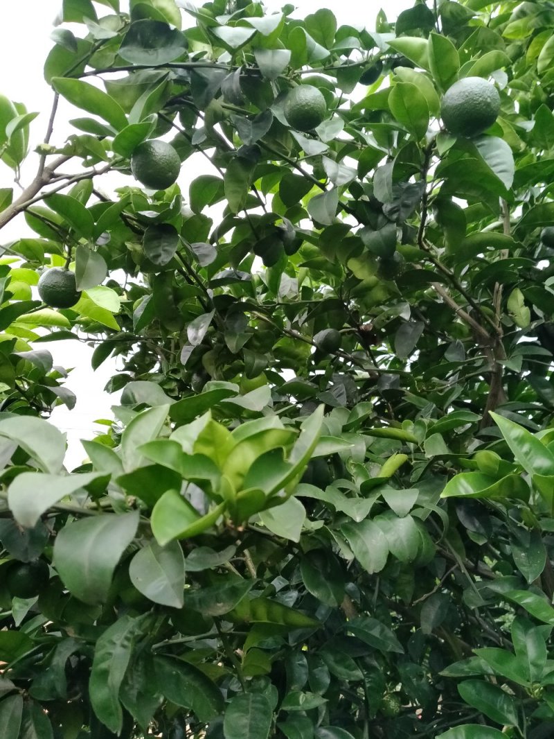家庭农场转让，水电路全通，内有果树中药材及苗木和蔬菜大棚