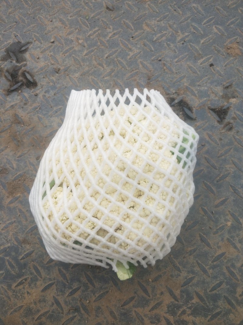大量散花上市，欢迎老板来打扰