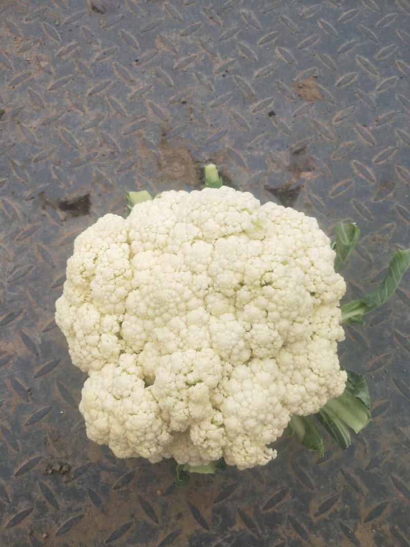 大量散花上市，欢迎老板来打扰