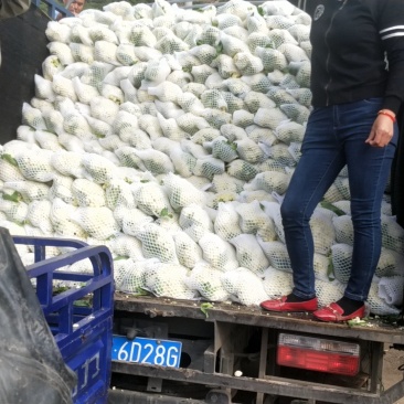 大量散花上市，欢迎老板来打扰