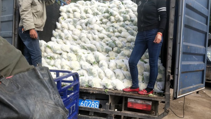 大量散花上市，欢迎老板来打扰
