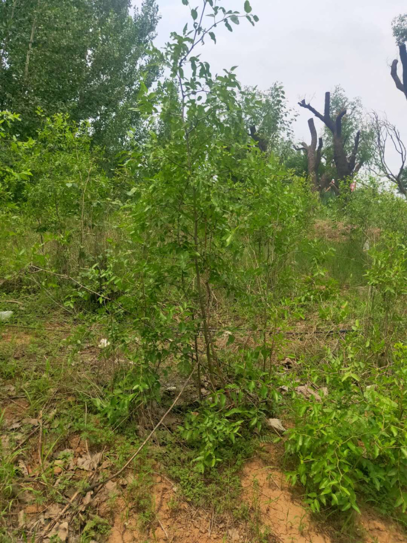 酸枣苗15公分到一米左右精品树形，基地大量供应