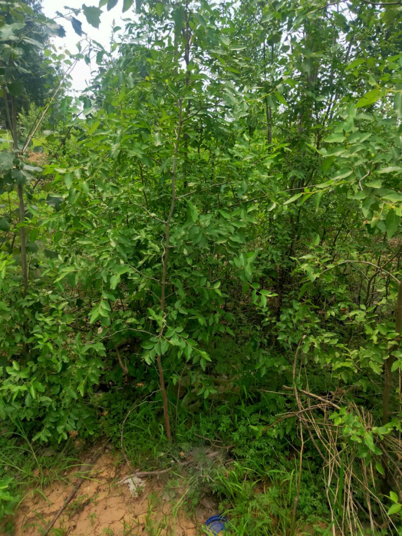 酸枣苗15公分到一米左右精品树形，基地大量供应