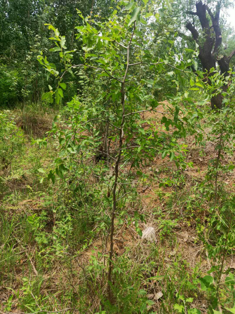 酸枣苗15公分到一米左右精品树形，基地大量供应