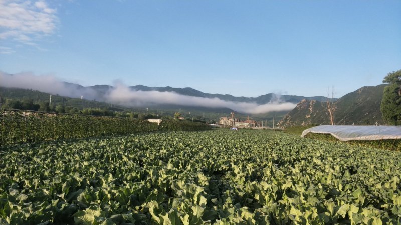 大量散花上市，欢迎老板来打扰