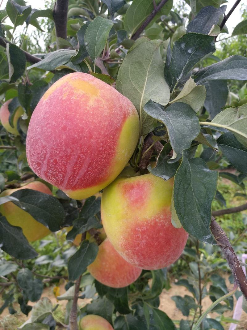 菏泽曹县华硕苹果山东早熟苹果