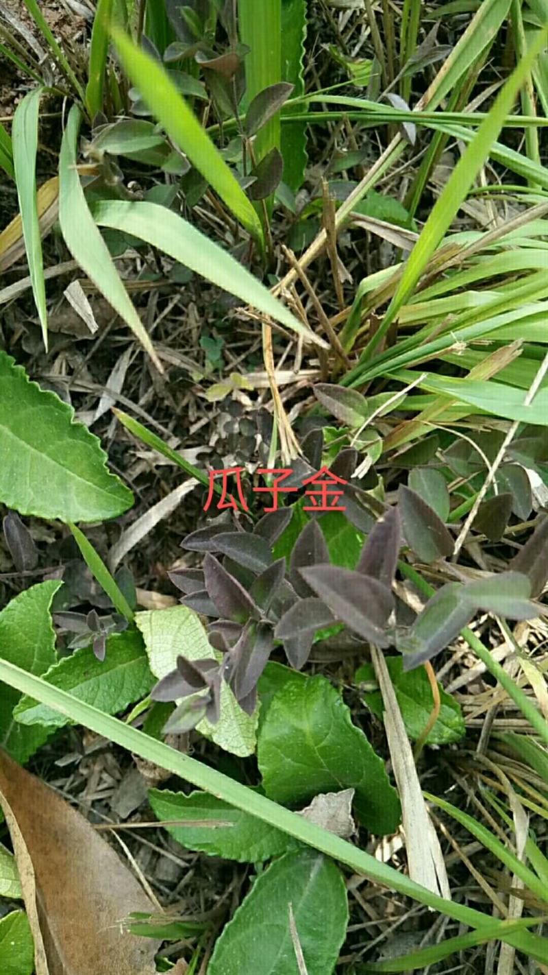 纯野生新鲜瓜子金(辰砂草，金钥匙，瓜子草，产后草)