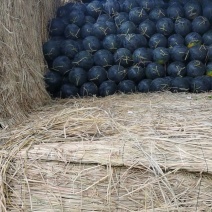 八宝黑皮无籽西瓜8斤打底9成熟1茬自生苗，糖度13