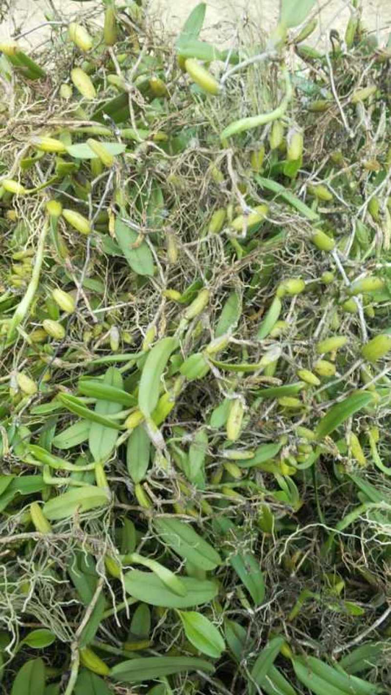 新鲜石橄榄500g单叶中果广西山里采摘石仙桃果上叶石