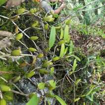 新鲜石橄榄500g单叶中果广西山里采摘石仙桃果上叶石