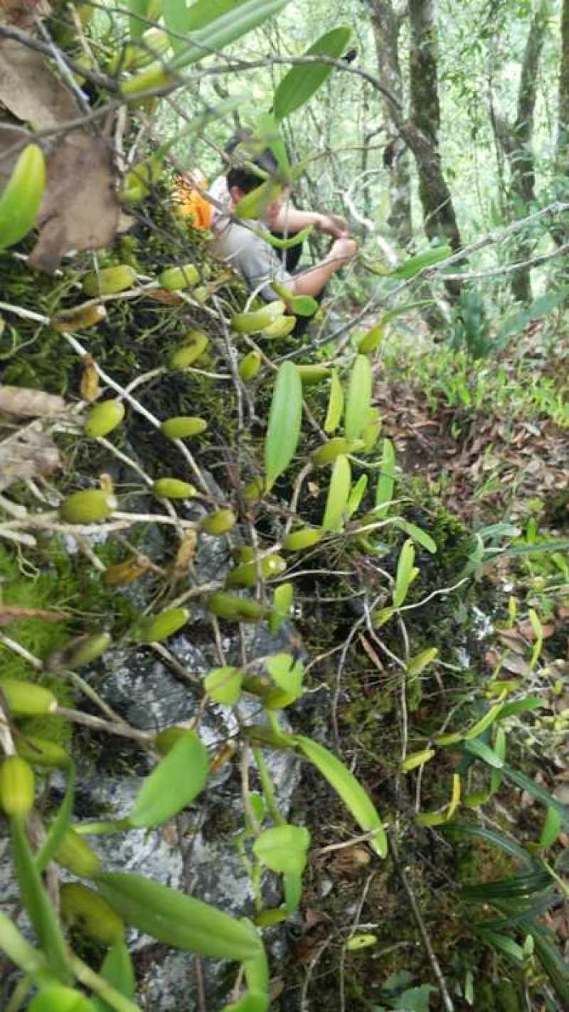 新鲜石橄榄500g单叶中果广西山里采摘石仙桃果上叶石