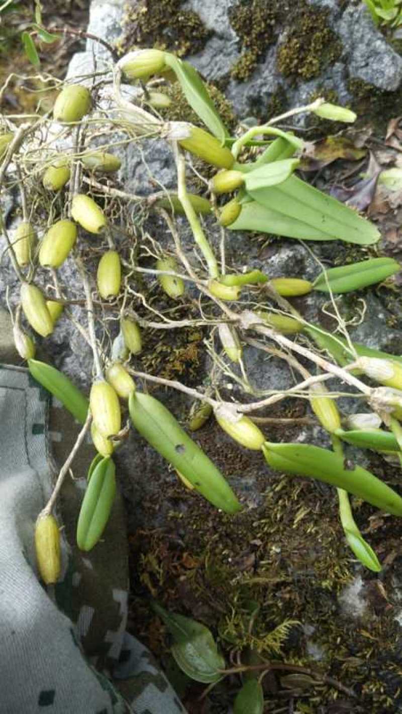 新鲜石橄榄500g单叶中果广西山里采摘石仙桃果上叶石
