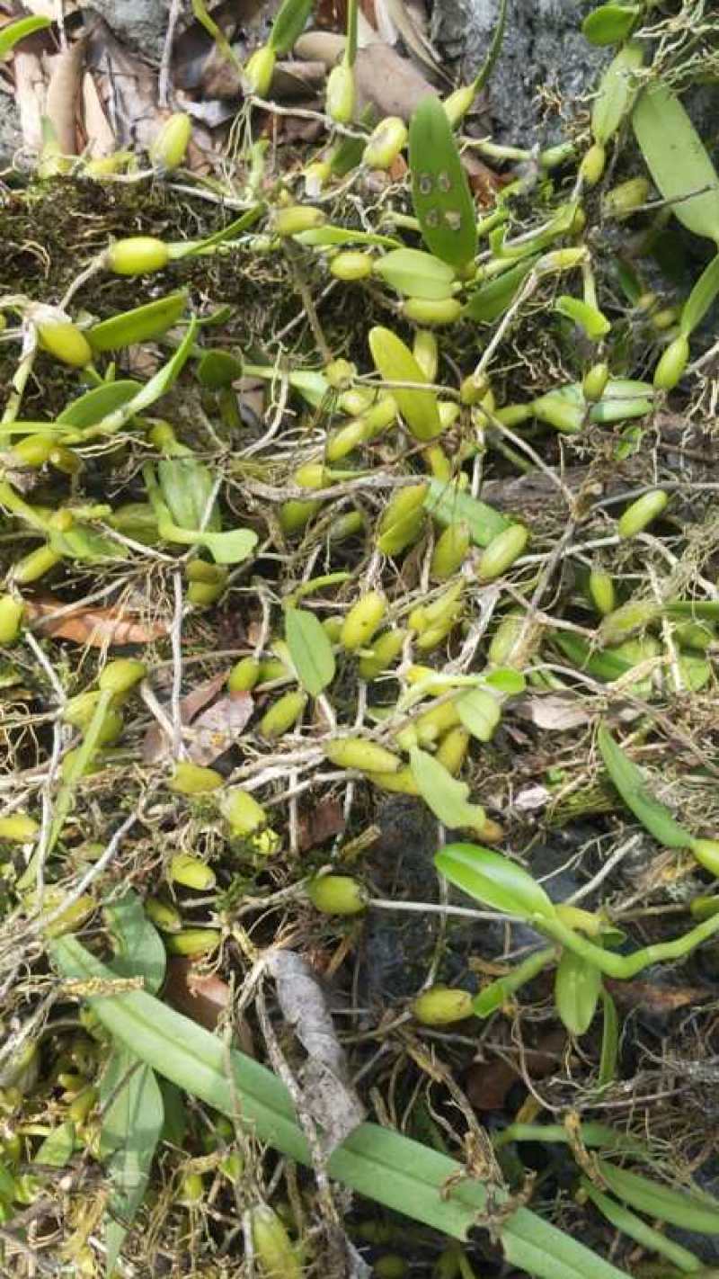 新鲜石橄榄500g单叶中果广西山里采摘石仙桃果上叶石