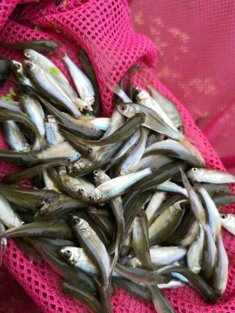 麦鲮鱼(鳜鱼饵料，鲮鱼)谈水鱼，水花寸片各种鱼苗