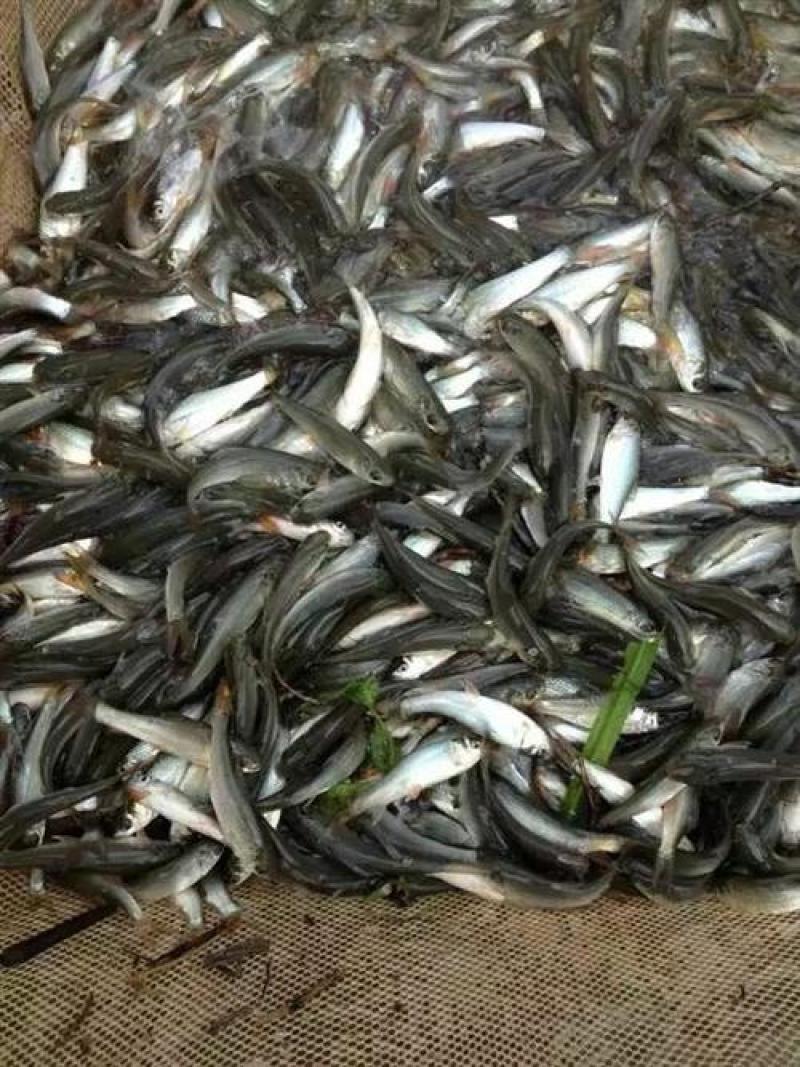 麦鲮鱼(鳜鱼饵料，鲮鱼)谈水鱼，水花寸片各种鱼苗