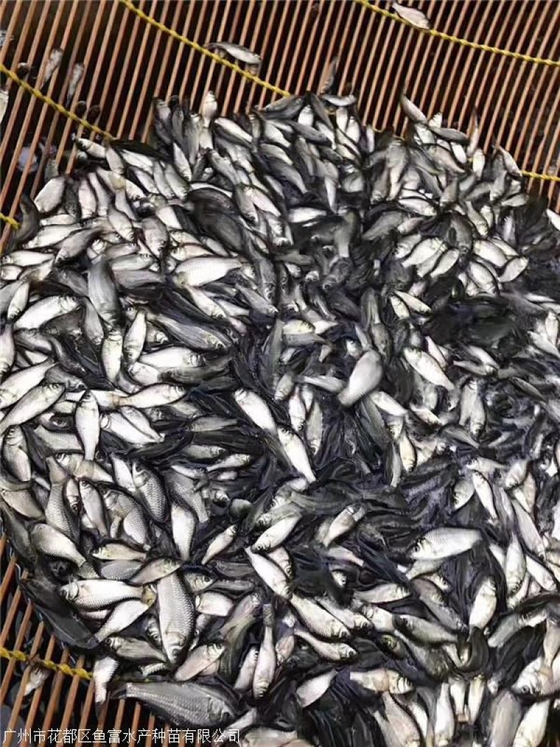 麦鲮鱼(鳜鱼饵料，鲮鱼)谈水鱼，水花寸片各种鱼苗