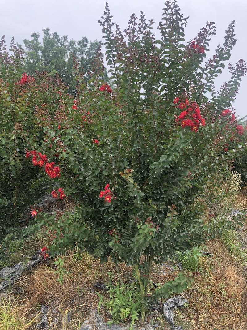 红火箭紫薇，2米红火箭紫薇，大红紫薇基地直销