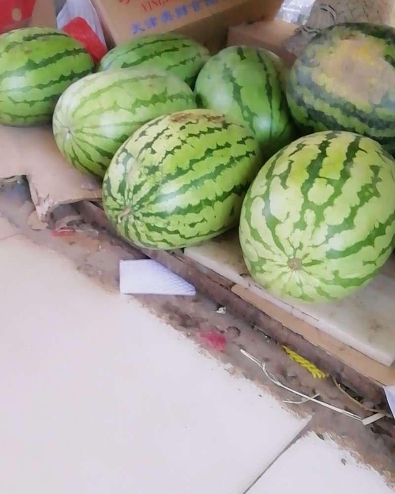 西瓜大量上市又甜又大量大优惠