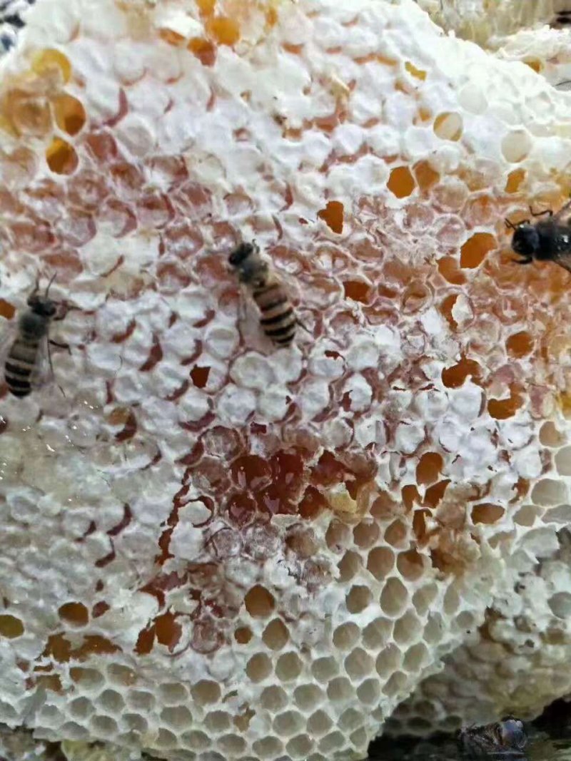 蜂蜜