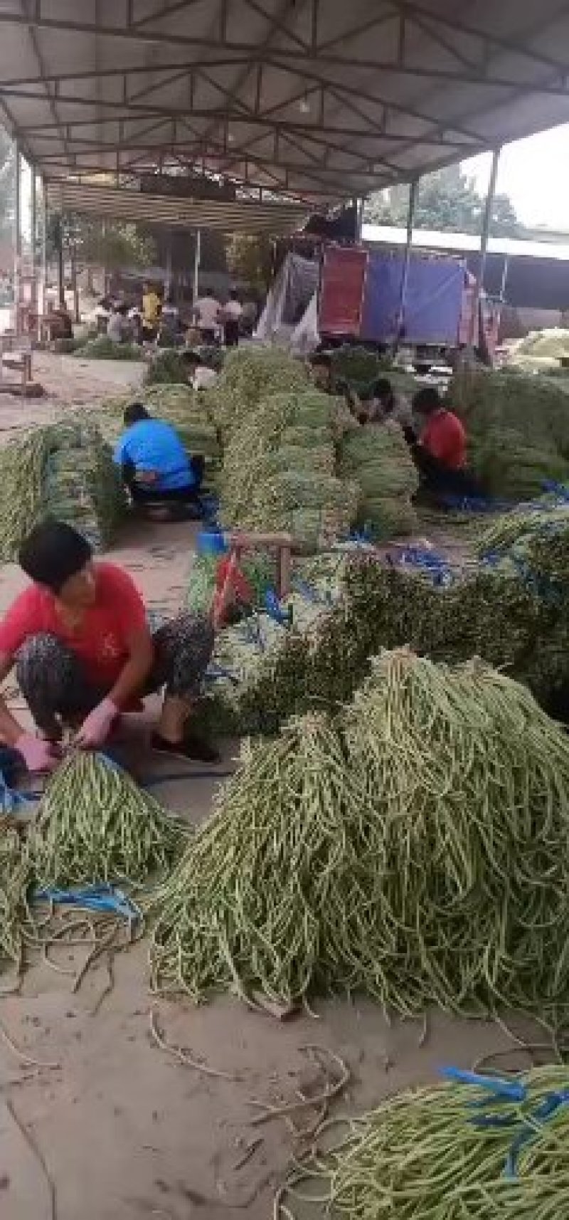 长豆角大量供应货量充足。大量上市