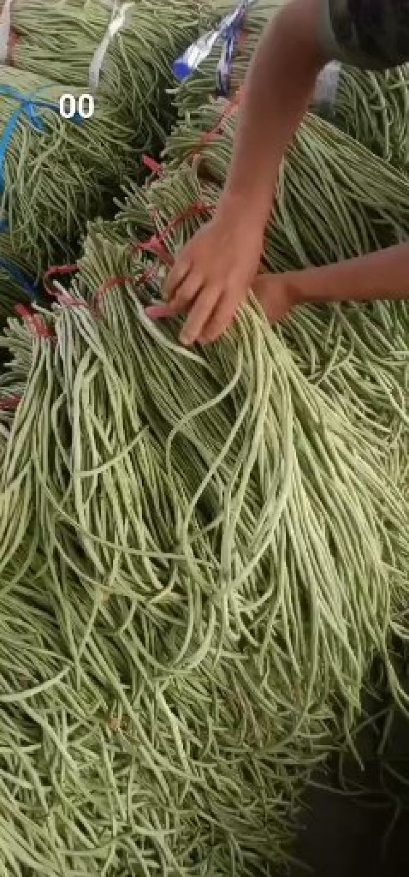 长豆角大量供应货量充足。大量上市