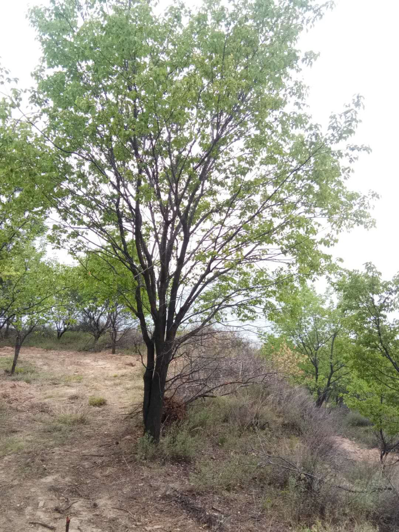 山杏树，树形优美，基地供应，质量保障