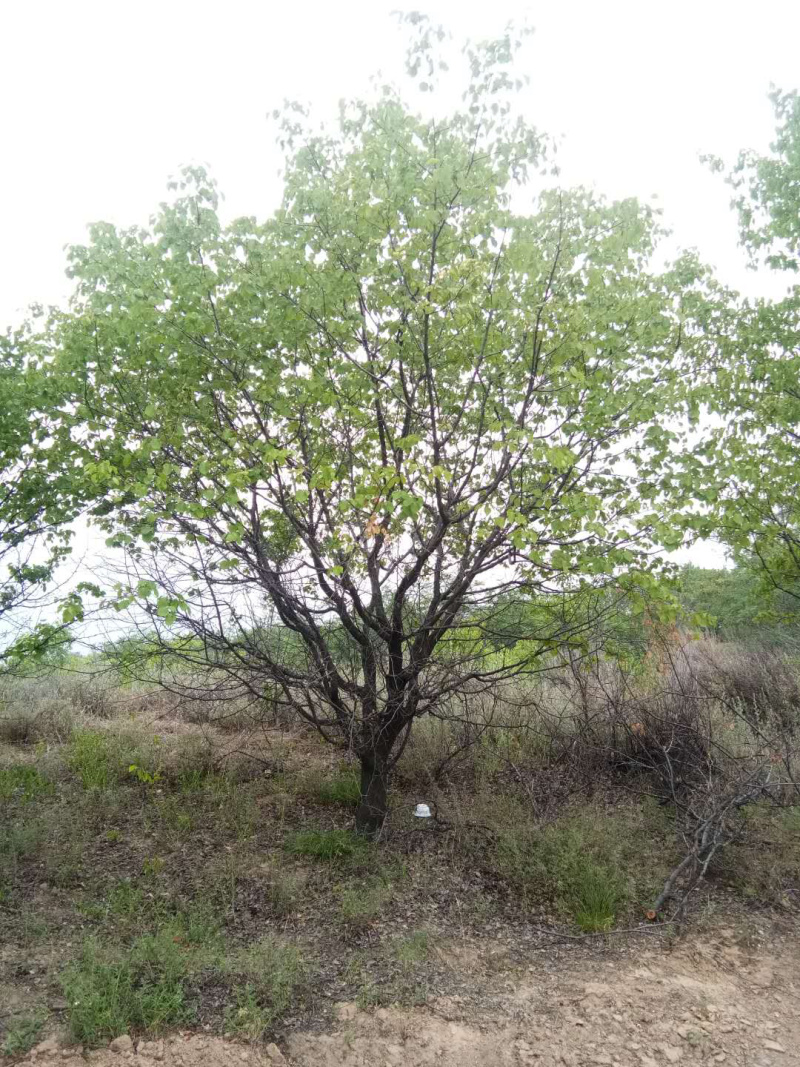 山杏树，树形优美，基地供应，质量保障