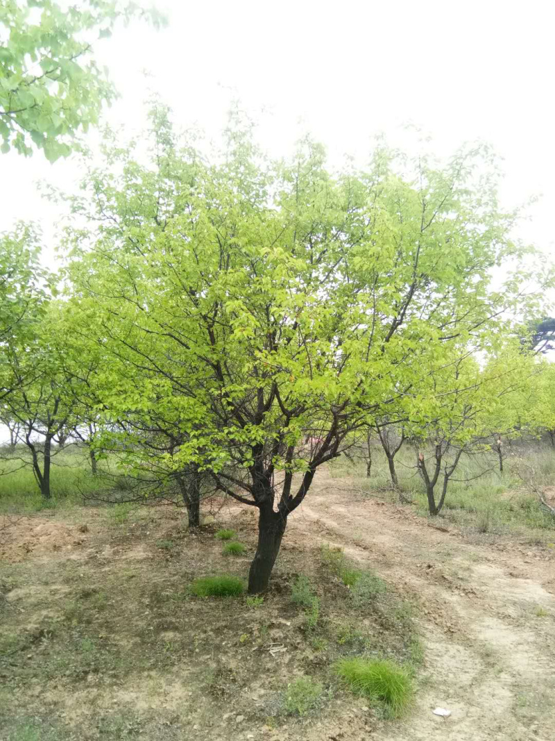 山杏树，树形优美，基地供应，质量保障