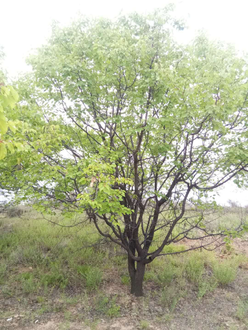 山杏树，树形优美，基地供应，质量保障