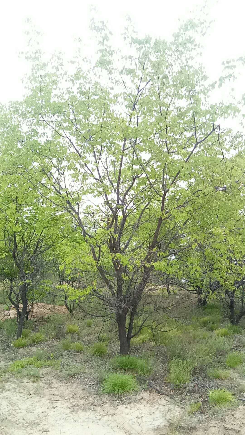 山杏树，树形优美，基地供应，质量保障