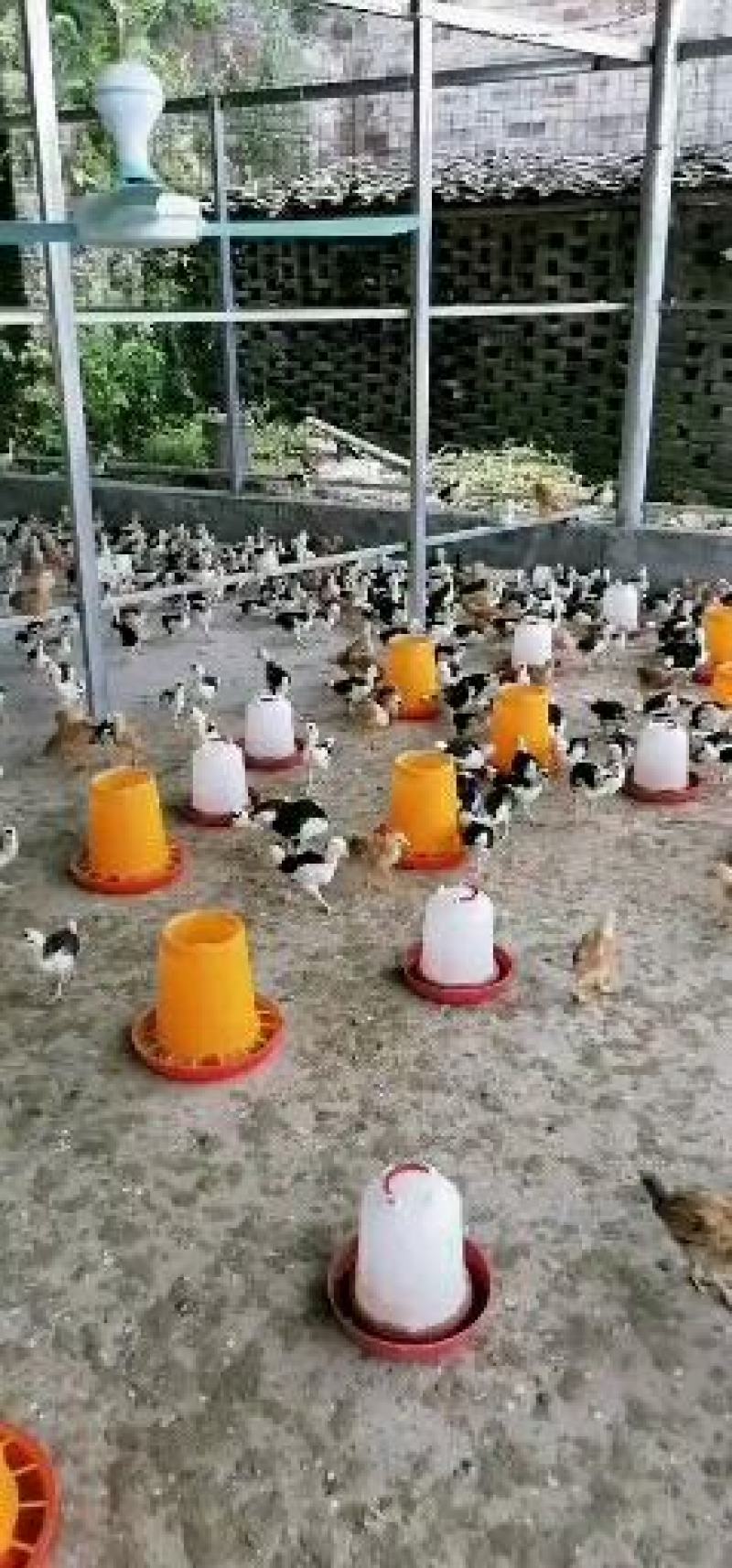贵妃鸡正宗脱温贵妃鸡贵妃鸡苗大厂家质量好有保障防疫全