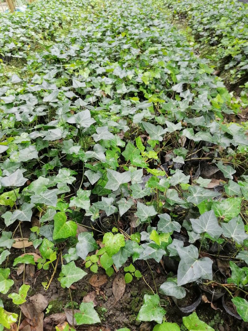 自家苗圃供应爬山虎基地直销视频看货保质保量