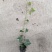 自家苗圃供应爬山虎基地直销视频看货保质保量