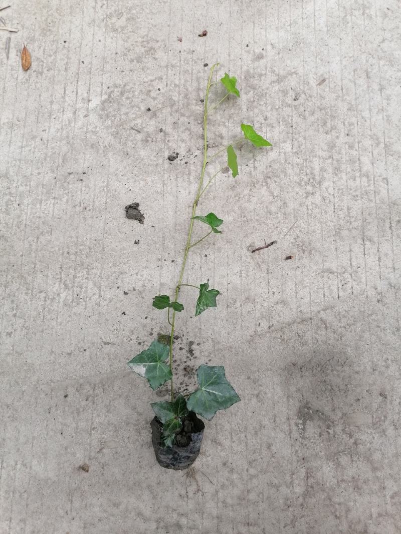 自家苗圃供应爬山虎基地直销视频看货保质保量