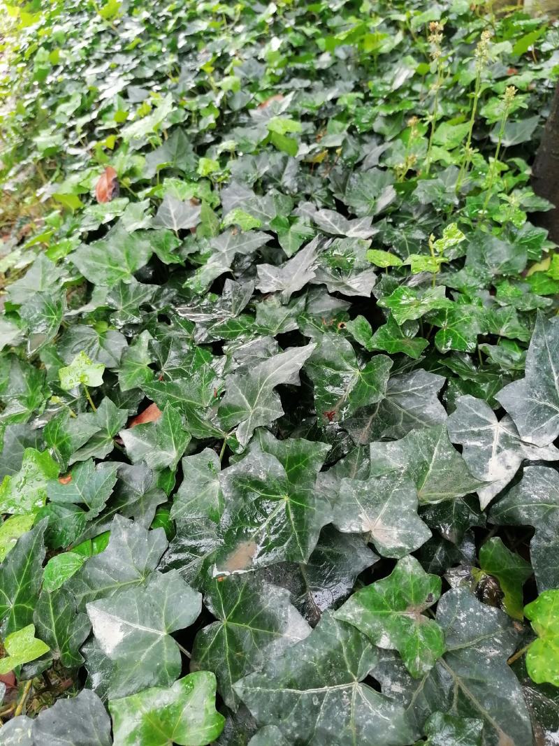 自家苗圃供应爬山虎基地直销视频看货保质保量