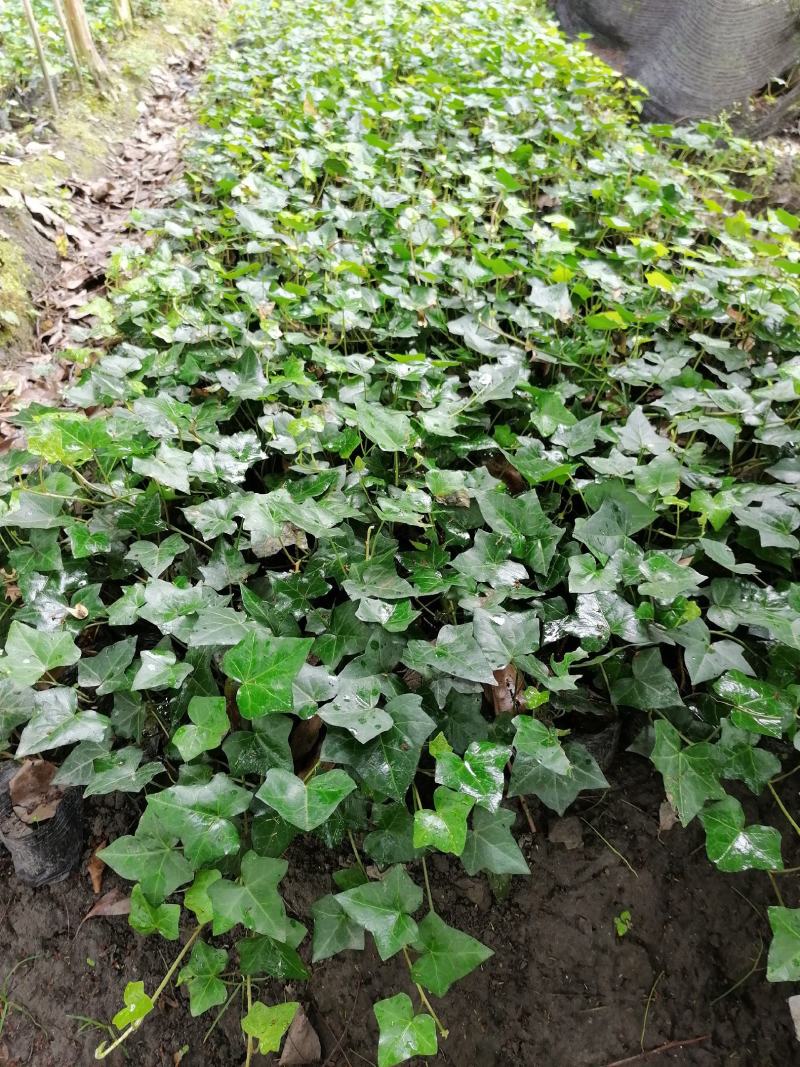 自家苗圃供应爬山虎基地直销视频看货保质保量