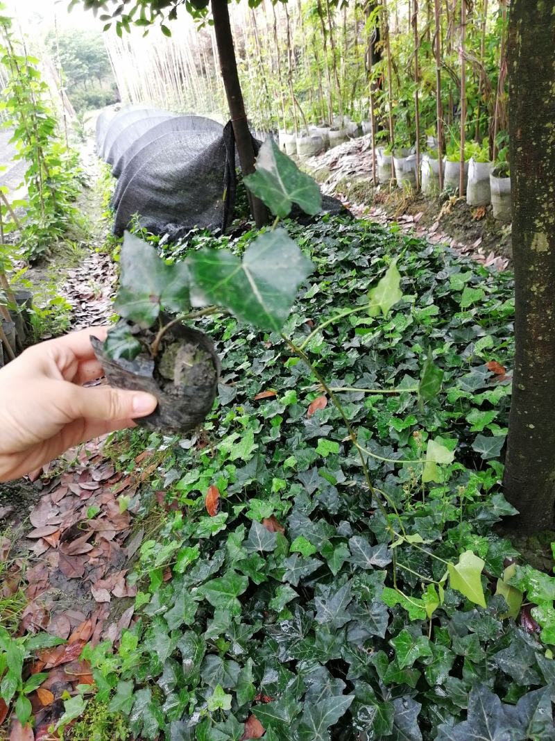 自家苗圃供应爬山虎基地直销视频看货保质保量