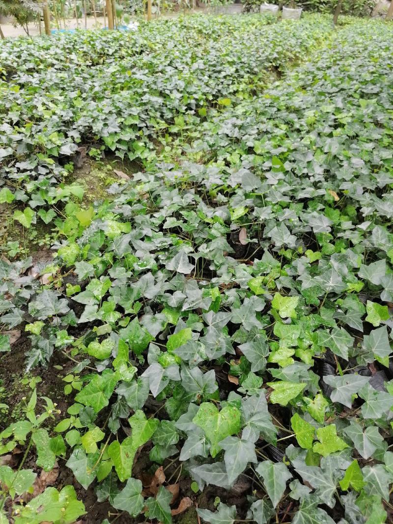自家苗圃供应爬山虎基地直销视频看货保质保量