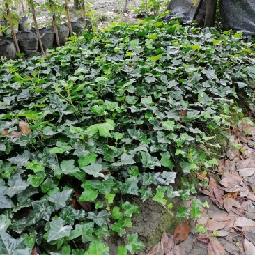 自家苗圃供应爬山虎基地直销视频看货保质保量