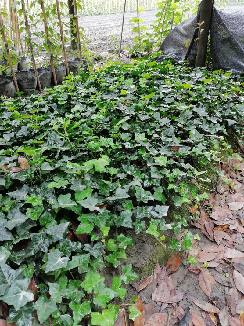 自家苗圃供应爬山虎基地直销视频看货保质保量