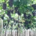 福建福安巨峰葡萄