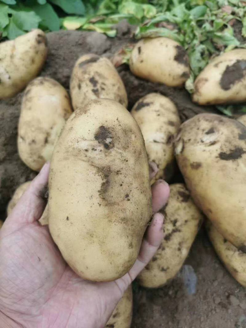 尤金885土豆通货2两以上