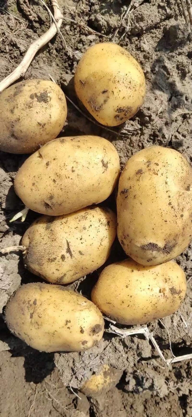 尤金885土豆通货2两以上