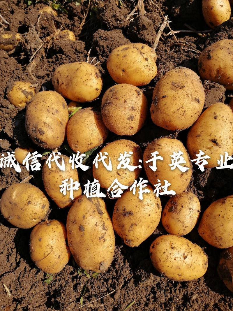 尤金885土豆通货2两以上