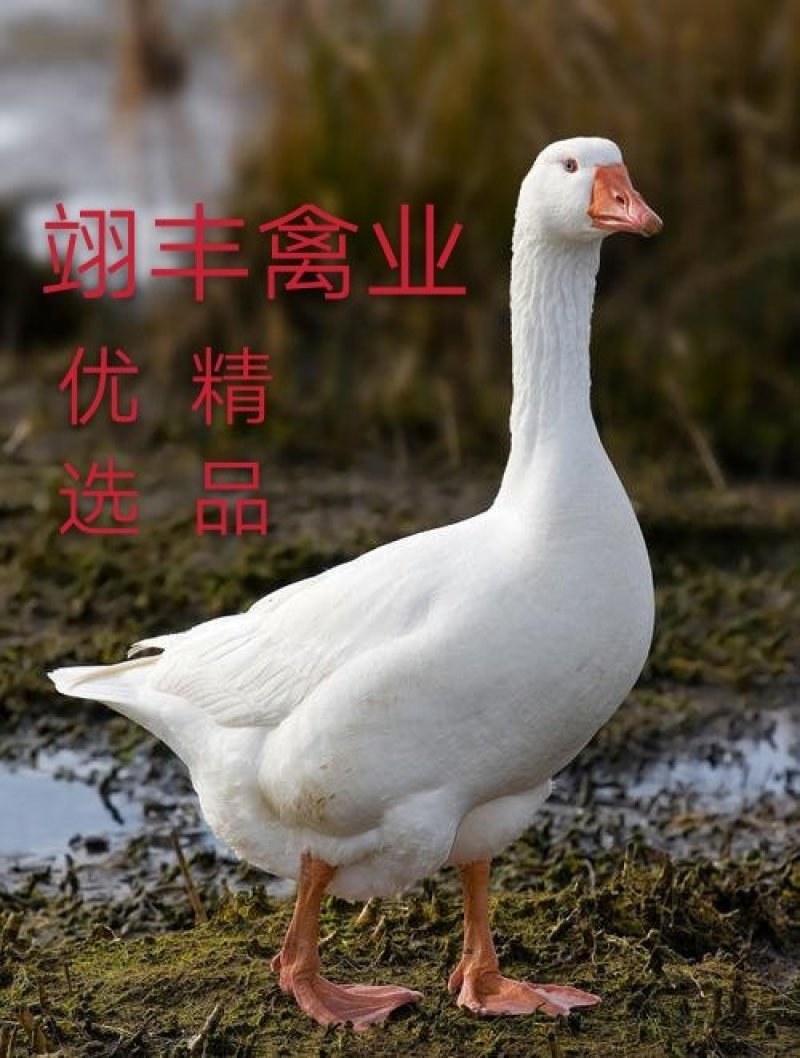 云南鹅苗-大种白鹅苗，诚信经营，已做好疫苗提供技术指导！